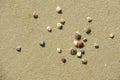 sea shells Royalty Free Stock Photo