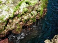Close up of some seaweed, rock in Kenting National Park