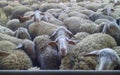 close-up of some sheep that are looking at camera. on top of one of them is a hen sleeping Royalty Free Stock Photo