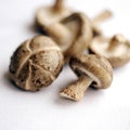 Close up of some shitake mushrooms. Conceptual image
