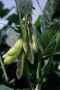 Close up on some soy pods Royalty Free Stock Photo