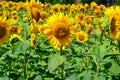 Close up of some sunflowers in a field. Field of sunflowers on a windy summer day.