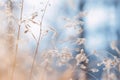 a close up of some tall grass in a field