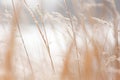 a close up of some tall grass in a field