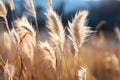 a close up of some tall grass in a field