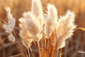 a close up of some tall grass in a field