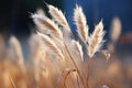 a close up of some tall grass in a field