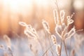 a close up of some tall grass in the snow