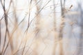 a close up of some tall grasses in a field