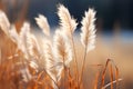 a close up of some tall grasses in a field