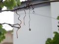 water droplets on dead grape vines hanging from a steel wire Royalty Free Stock Photo