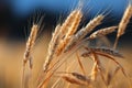 a close up of some wheat in a field