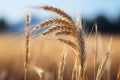 a close up of some wheat in a field