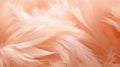 A close up of some white feathers, peach fuzz, trendy color of the year 2024. Royalty Free Stock Photo