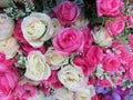 Close up on some white and pink artificial fake rose flowers