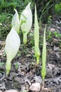 Close up of some wild inflorescence