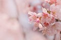 Close-up of Someiyoshino Cherry Blossom Sakura with blur background in spring.