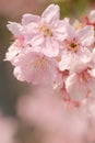 Close-up of Someiyoshino Cherry Blossom Sakura with blur background in spring. Royalty Free Stock Photo