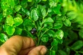 Close up. Someone holds in his hand a bouquet of harvested bilberries blueberries on the background of a forest glade