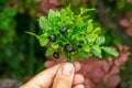 Close up. Someone holds in his hand a bouquet of harvested bilberries blueberries