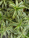 Close up of song of india plant Royalty Free Stock Photo