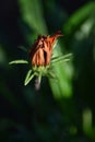 Gazania flower bud about to open Royalty Free Stock Photo