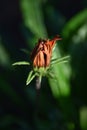 Gazania flower bud about to open Royalty Free Stock Photo