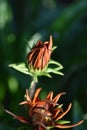 Gazania flower buds about to open Royalty Free Stock Photo