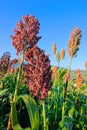 Sorghum field Royalty Free Stock Photo