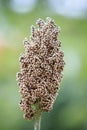 Close up sorghum plant against green blur background