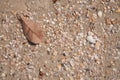 Close up sot of the dry leaf lies on the wet sand with a lot of shells of the sea shore. Background, Texture. Top view. Royalty Free Stock Photo
