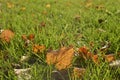 Close up short of dry rusty linden leaves back lit by sunlight lying on the green grass. Selective focus. Autumn background. Royalty Free Stock Photo