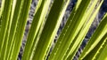 Close Up of Sotol Leaves Blowing In The Wind