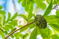 Close up of soursop, guanabana, graviola exotic fruit hanging from tree and covered with ants.