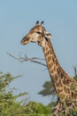 Close-up of South African giraffe with oxpecker