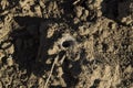 close-up: south russian tarantula hole in the field Royalty Free Stock Photo
