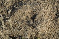 close-up: south russian tarantula hole surrounded by dry grass in the field Royalty Free Stock Photo