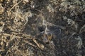 close-up: south russian tarantula hole surrounded by spider web and dry grass in the field Royalty Free Stock Photo