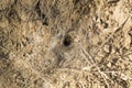 close-up: south russian tarantula hole surrounded by spider web and dry grass in the field Royalty Free Stock Photo