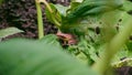 Close up a Southeast asian white-lipped frog, Malayan white-lipped frog Genus Chalcorana or Chalcorana libialis standing on leaf Royalty Free Stock Photo