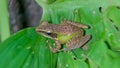 Close up a Southeast asian white-lipped frog, Malayan white-lipped frog Genus Chalcorana or Chalcorana libialis standing on leaf Royalty Free Stock Photo