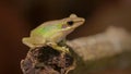 Close up a Southeast asian white-lipped frog, Malayan white-lipped frog Genus Chalcorana or Chalcorana libialis standing on bran Royalty Free Stock Photo