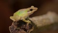 Close up a Southeast asian white-lipped frog, Malayan white-lipped frog Genus Chalcorana or Chalcorana libialis standing on bran Royalty Free Stock Photo