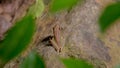 Close up a Southeast asian white-lipped frog, Malayan white-lipped frog Genus Chalcorana or Chalcorana libialis standing on rock Royalty Free Stock Photo