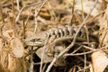 Southern Alligator Lizard