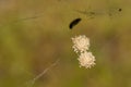 Southern Black Widow Spider Eggs