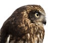 Close-up of a Southern boobook (Ninox boobook)