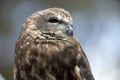 This is a close up of a  southern boobook owl Royalty Free Stock Photo