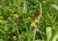 Close-up of a Southern broken dash butterfly flying over flowers Royalty Free Stock Photo