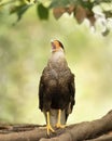 Close up of Southern crested caracara calling